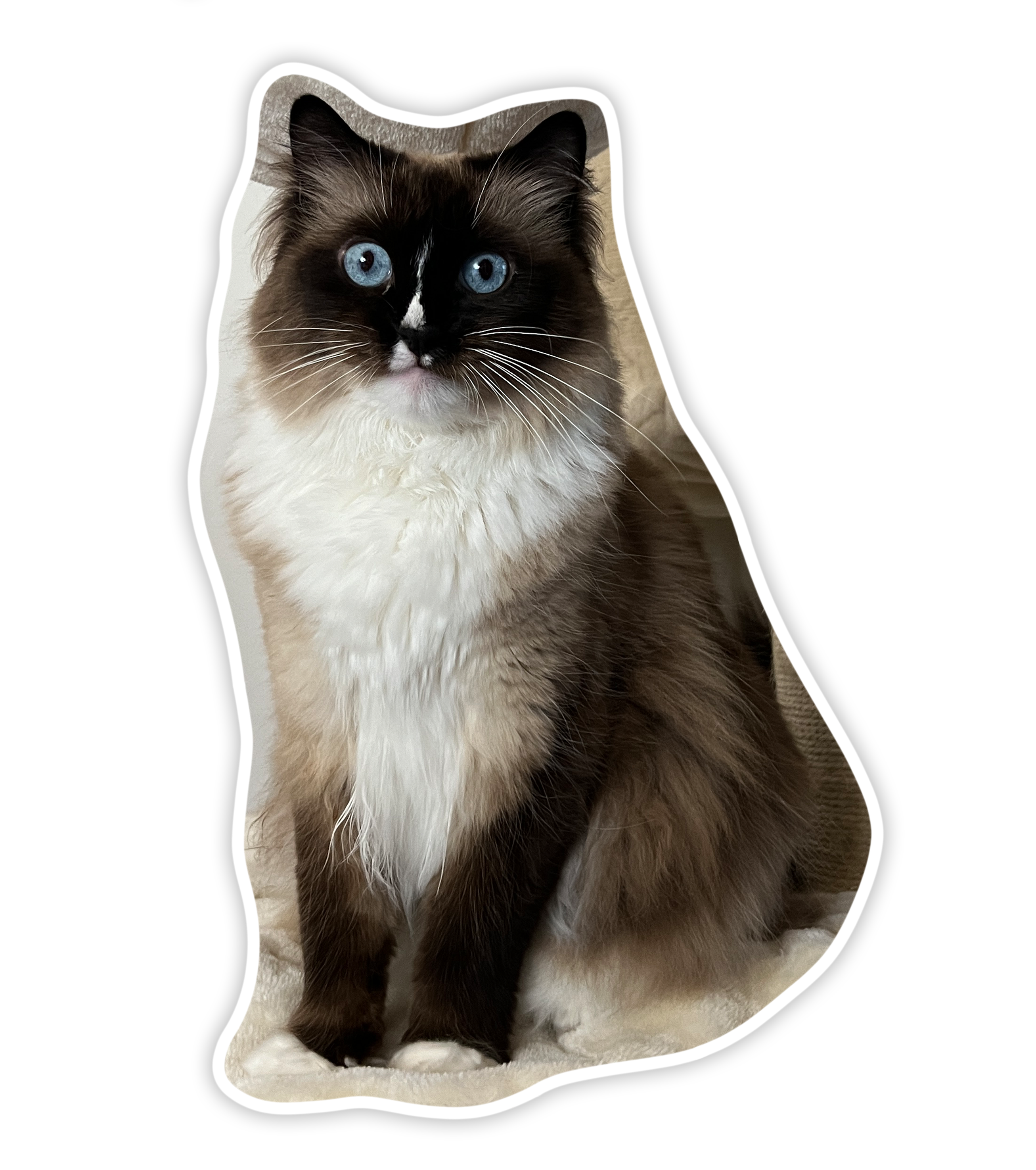 Marleen's cat Loki, a seal-mitted ragdoll