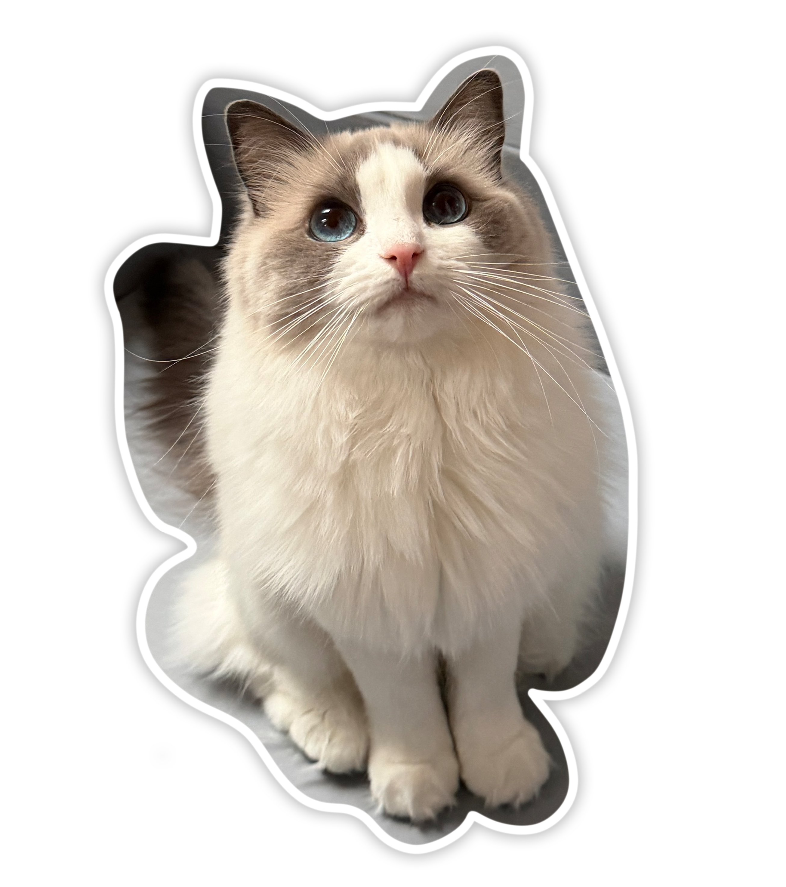 Marleen's cat Nabi, a blue-bicolor ragdoll